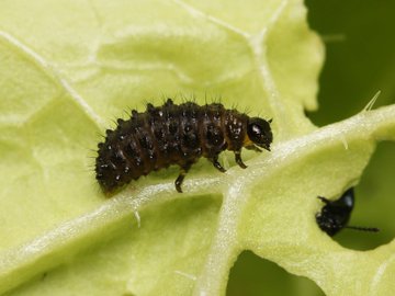 白菜の小さな黒い虫って何者 跳ねる害虫と二度と会わないための対処法を紹介 Tasso