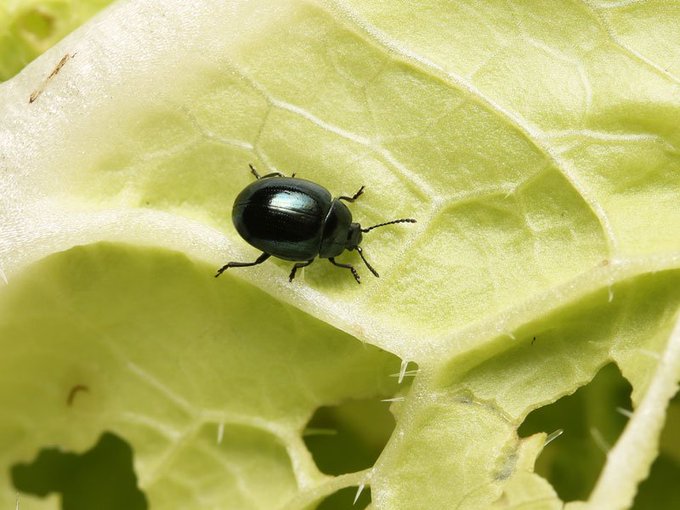 白菜の小さな黒い虫を駆除する方法 家庭菜園の害虫の名は ハクサイダニ Tasso
