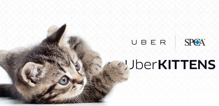 VLGNZ's tweet photo. Tmrw, for one day only, @Uber_NZ is delivering kittens on-demand in #Wellington &amp; #Auckland. https://t.co/NDMcpTMIIR https://t.co/f5eVsWRmfF