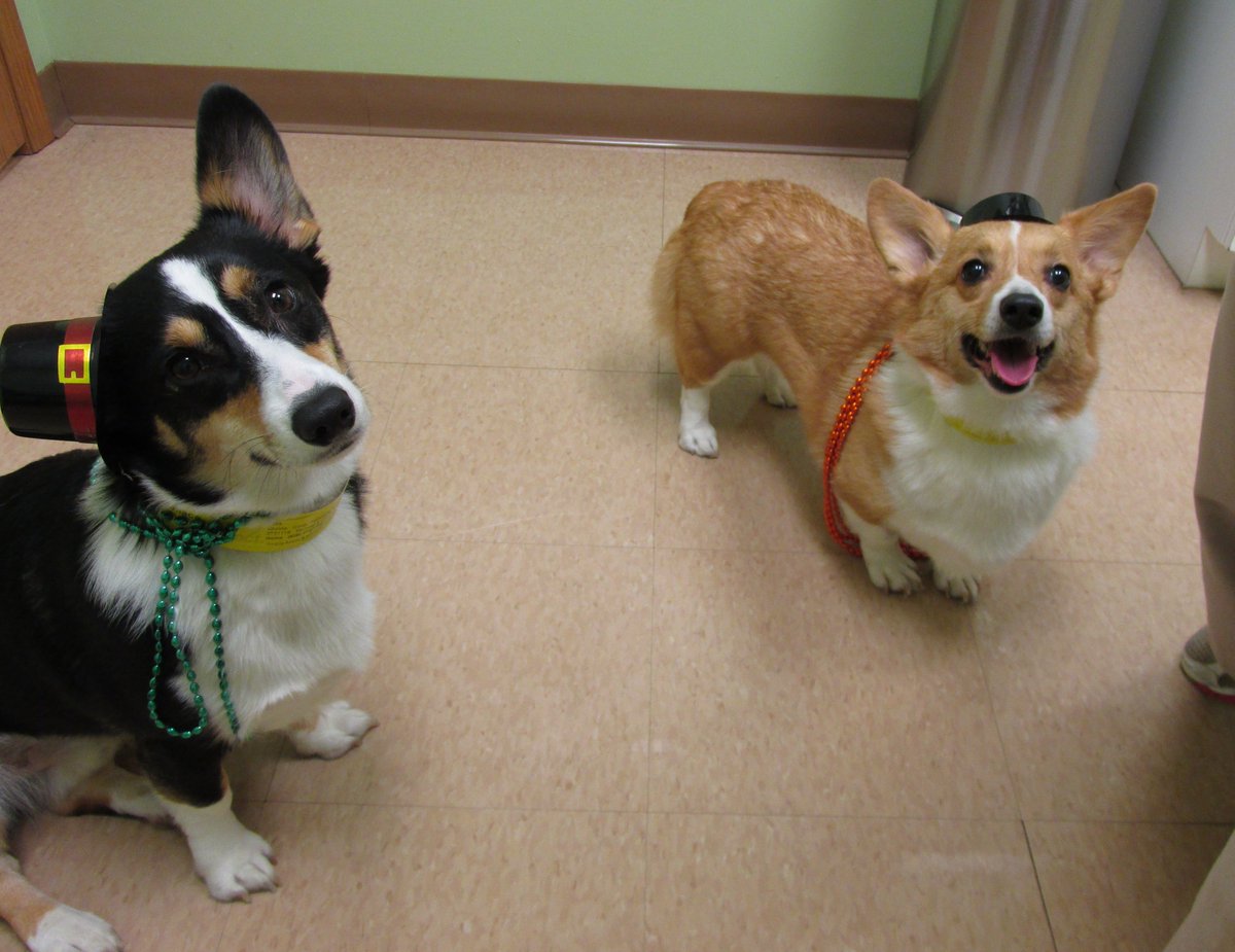 @jeepgeekmo Corgi photo session! #corgifun