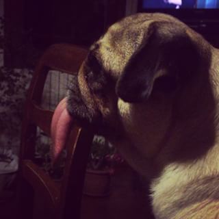 Joy_PhotoCam's tweet photo. Problemi linguistici #pug #puglife #lingualunga #nina #👅 https://t.co/1w6OIWnMx4 https://t.co/EWuMx843GE