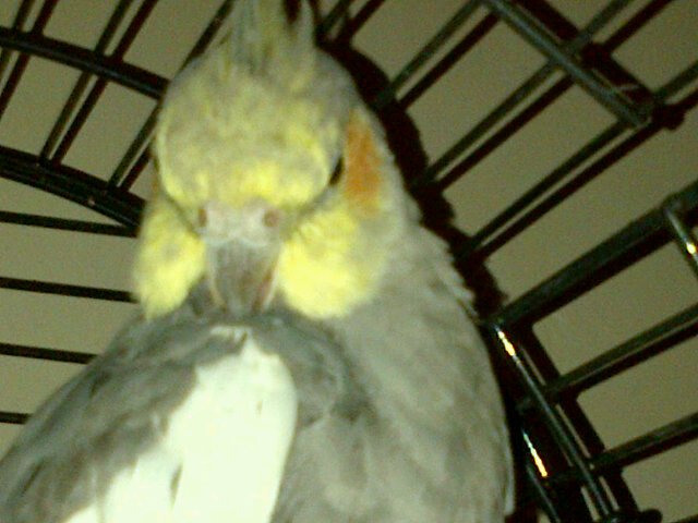 Paulapooleycom's tweet photo. This is my so soooo cute cockatiel. Her name is Moo Boo and I LOVE her so much. If u think she's cute please retweet https://t.co/EYYqD1qQhv