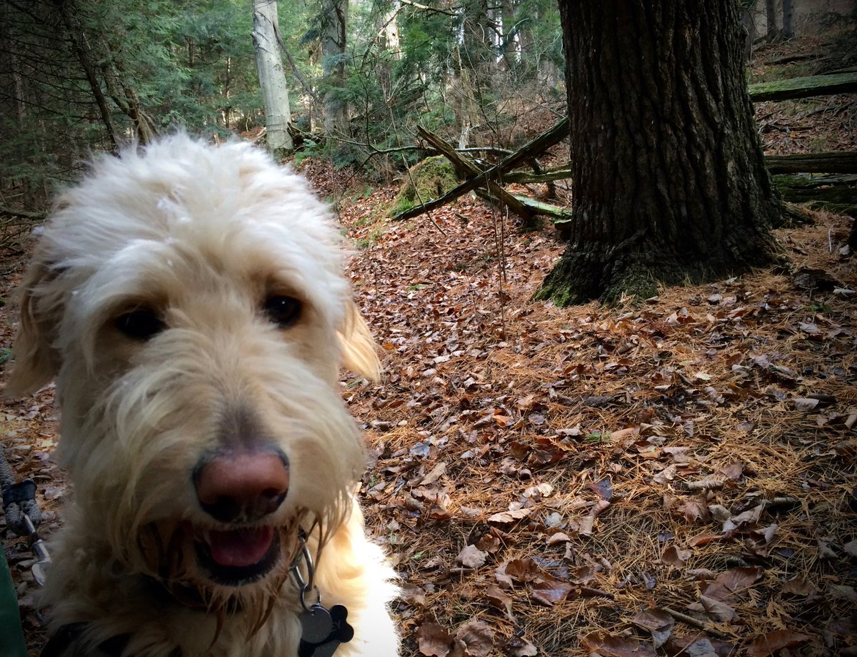 Traversing tweet media