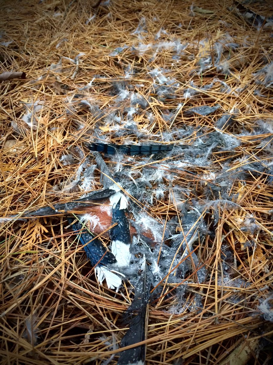 Traversing tweet media