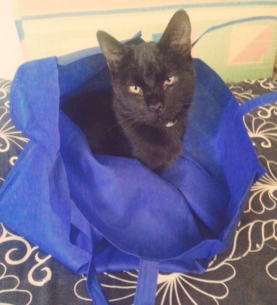 faby_loop's tweet photo. Al benja le encantan las bolsas!! #caradepesao  @SoyCatLover   @YoSoyCatLover @GuaridaDeGatos @CuchitoMario https://t.co/nYhYKaP6At