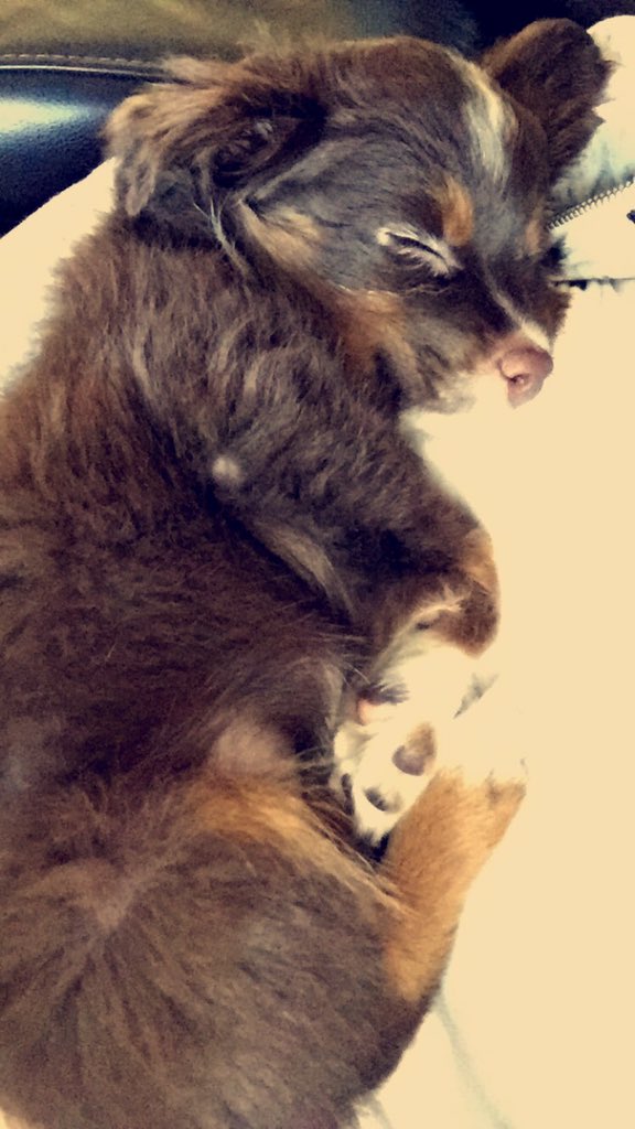 MissJessicaRene's tweet photo. Nap time 💕 https://t.co/cclCy3TGxl