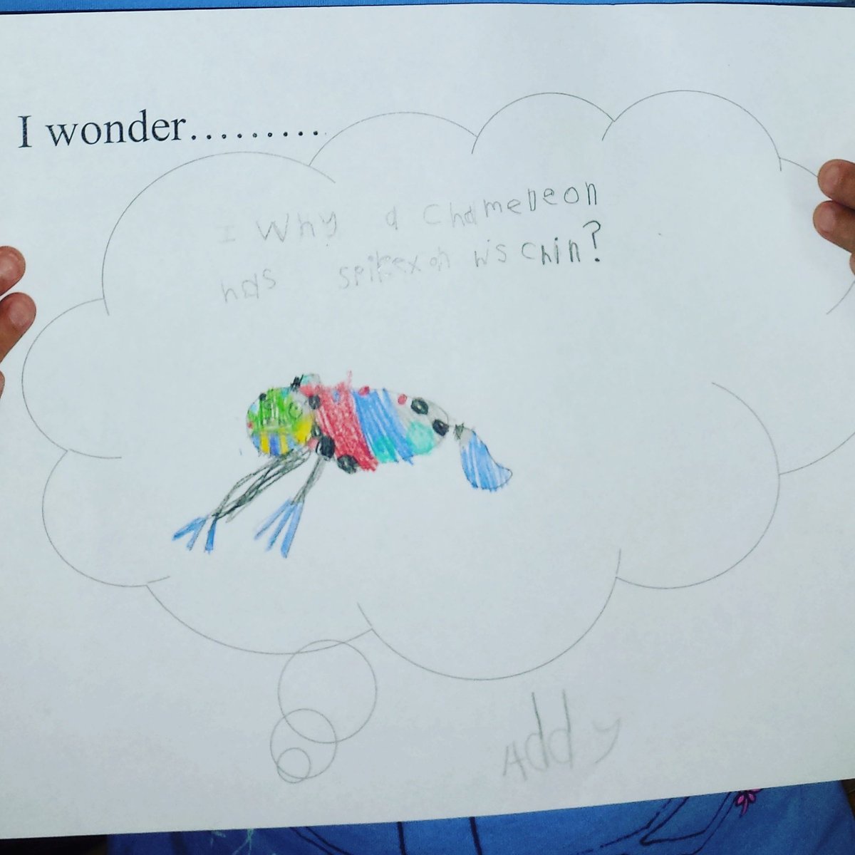 nlpsFDK's tweet photo. "I wonder why a chameleon has spikes on his chin?" Exploring our wonders. #authenticwriting #inquirybasedlearning https://t.co/UsmqCHtHJu