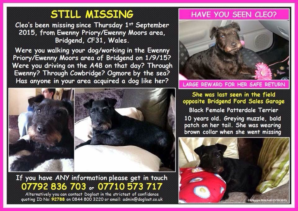findcleo's tweet photo. Please please please can you retweet and help us get Cleo home for Christmas @michkeegan 🙏🏼 #findcleo https://t.co/BPFoR5sfKH