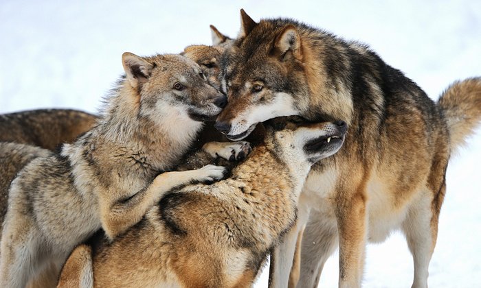 Greenpeace's tweet photo. Great news! #Wolves return to Poland more than 50 years after being wiped out. https://t.co/9NRg0fSfX4 https://t.co/jWHEf9xPW3