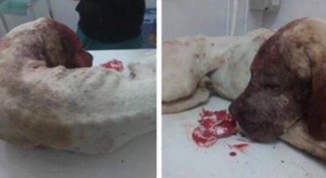 Dogtowncomunity's tweet image. A Noah lo tiraron a un contenedor en Balaguer después de dispararle. ¿Sabes quién fue? Llama al 062.
RT PARA AYUDAR!