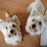 YahooRespostas's tweet photo. Que tipos de comidas você não deveria dar para o seu cachorro? https://t.co/mnvNS9XP1v https://t.co/I9T63Q8jaM