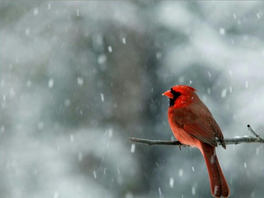 사람들은 왜
첫눈이 오면 만나자고 약속을 하는 것일까..
왜 첫눈이 오는 날
누군가를 만나고 싶어하는 것일까..
첫눈이 오는 날
만나고 싶은 사람
단 한사람만 있었으면 좋겠다
'첫눈오는날만나자'정호승