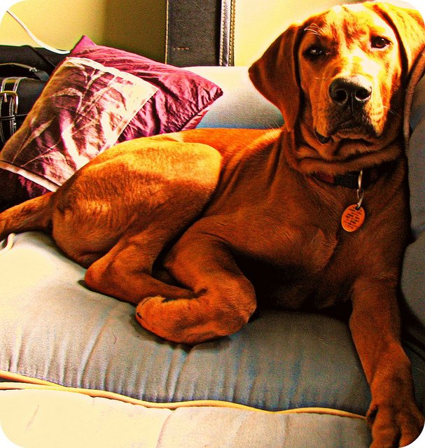 Globetoppers's tweet photo. Happy Fifth Birthday to my favorite Benny dog. #BigBen #Benecio #BenjaminButton https://t.co/eSlz4W6Anj