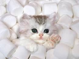 CuteCatsCo's tweet photo. Fluffy marshmallow kitty 😻 https://t.co/ERsPYz3lMW
