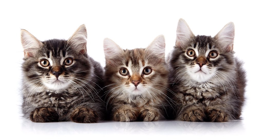 CuteCatsCo's tweet photo. Can I have all 3? 😍 https://t.co/h3ZC9cZPg1