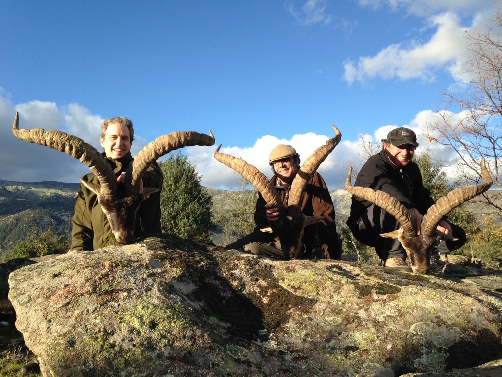 Tres buenos machos de Gredos en un día, Fantástica jornada de caza! Three good Gredos Ibexes in a day, Great day!