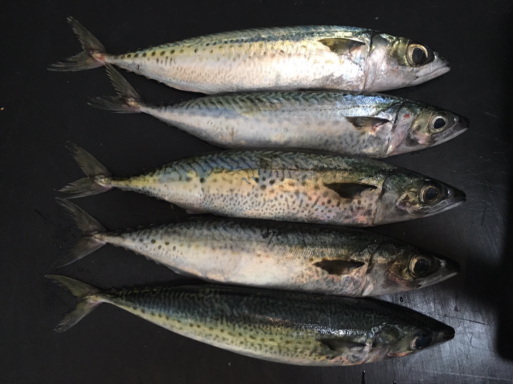 Blue mackerel on tonight! We're pickling them for an hour then searing it over an open flame
#masterrestaurant