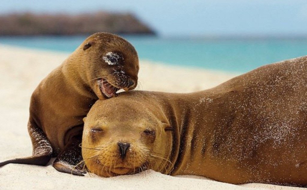 owipnet's tweet photo. Baby seal with Mom, #Norway
#wildlife #animals #cute #parenting https://t.co/EbHuywtRH4