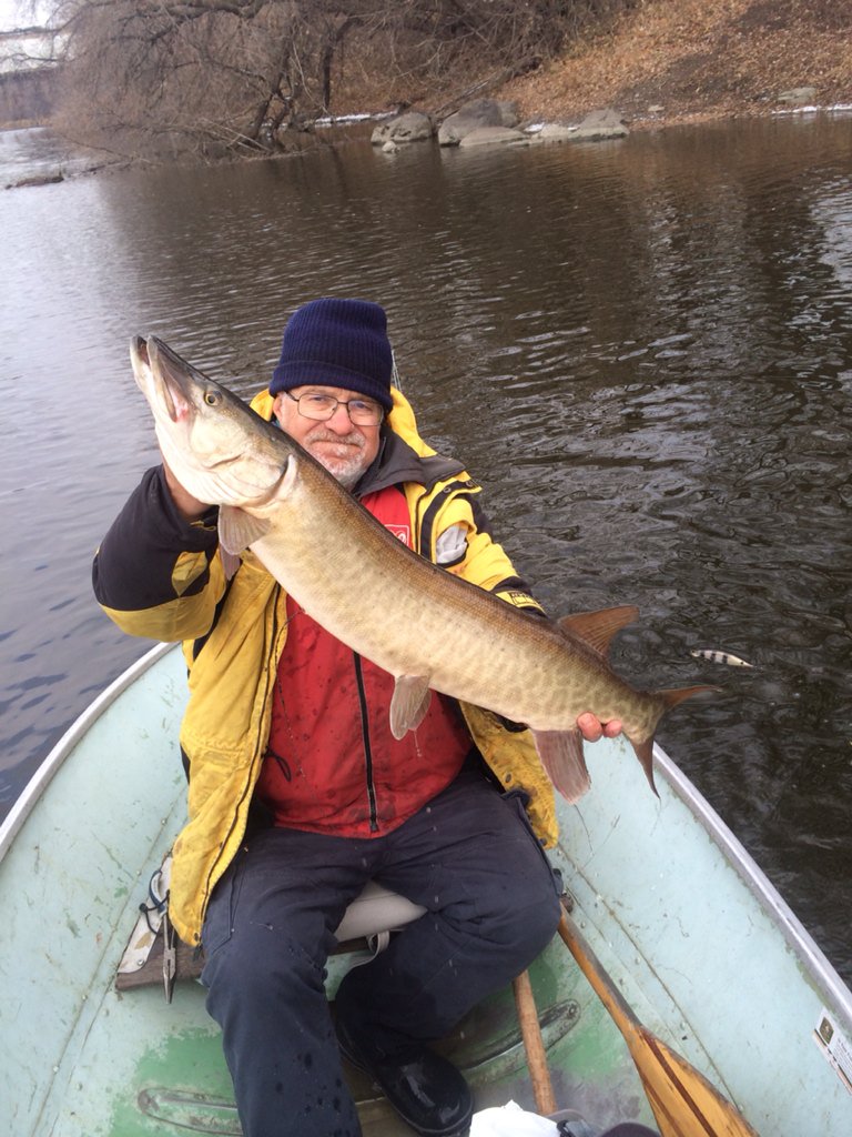 Musky_Pikey's tweet photo. Nice fat tagged fish from our study caught today https://t.co/8iHTYCVk9Z