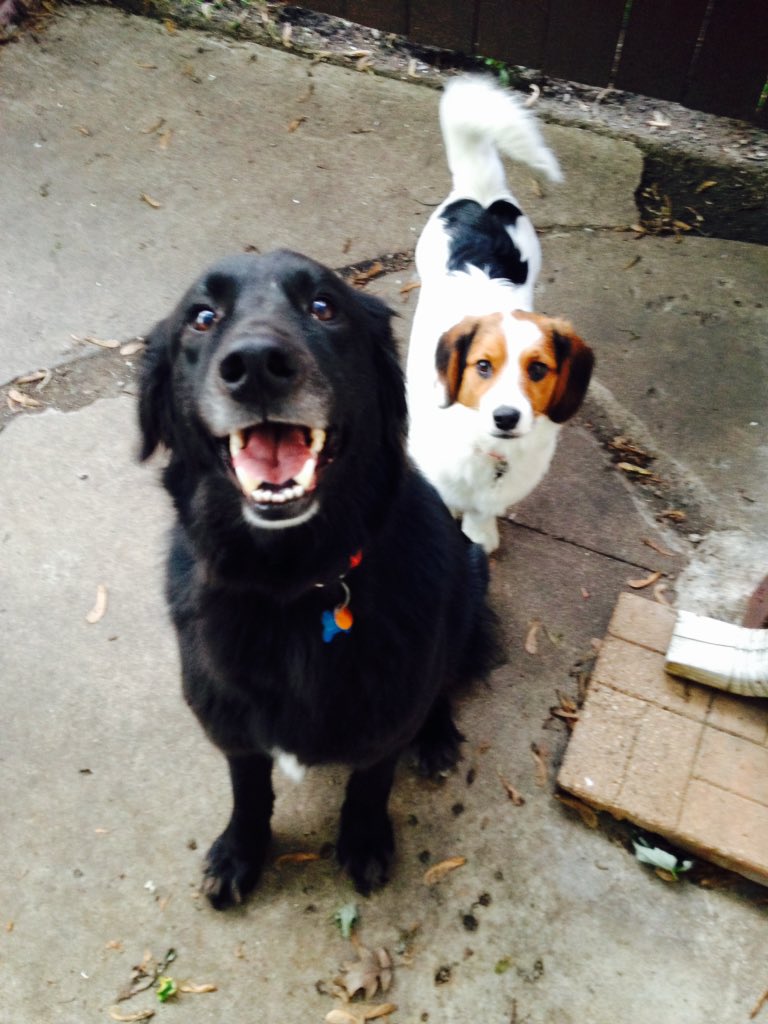 amylizschultz's tweet photo. Beyond thankful for my husband and pups! #R100thankful @GrainMerch1 https://t.co/VM7JEKkp7R