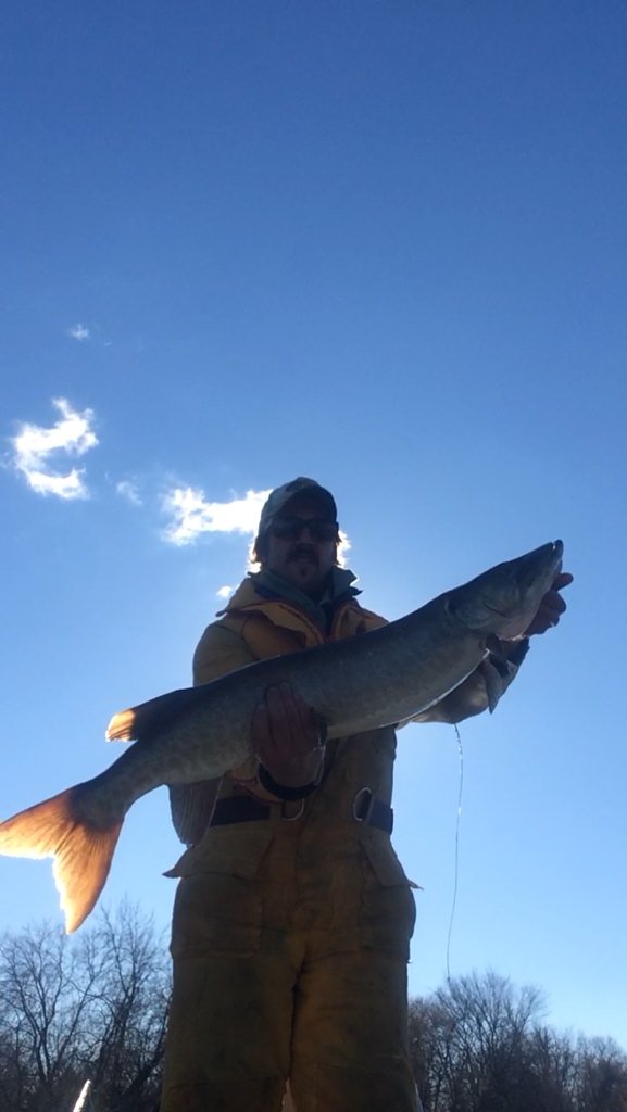 Musky_Pikey's tweet photo. Tagged fish captured last week https://t.co/0zlONimG3K