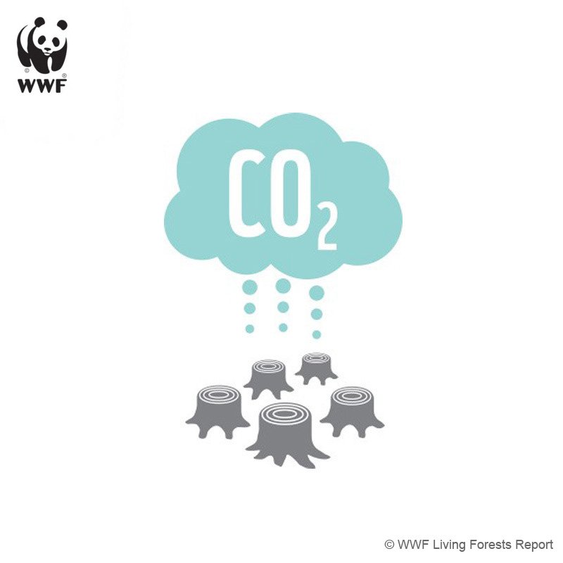 Yayasan WWF Indonesia tweet media