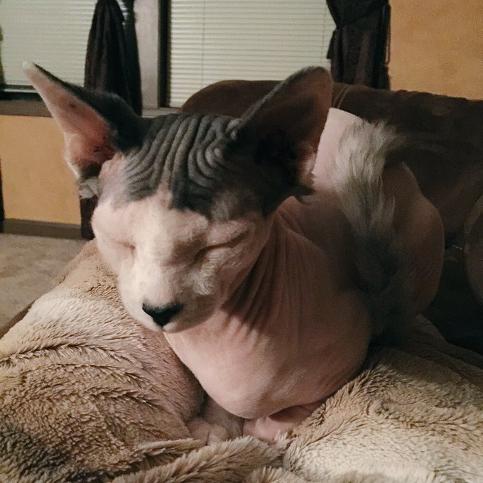 #ScreamQueens and kitty cuddles https://t.co/rqu0PqIu9g<a href="/tag/screamqueens"class="tags">#ScreamQueens</a>