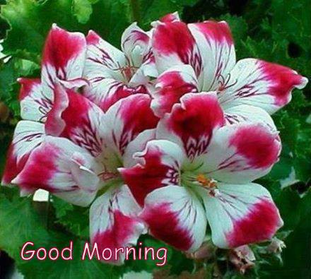 MNat35's tweet photo. Good morning folks 🌅 🌅 🌅 https://t.co/dhWKQmEVMp