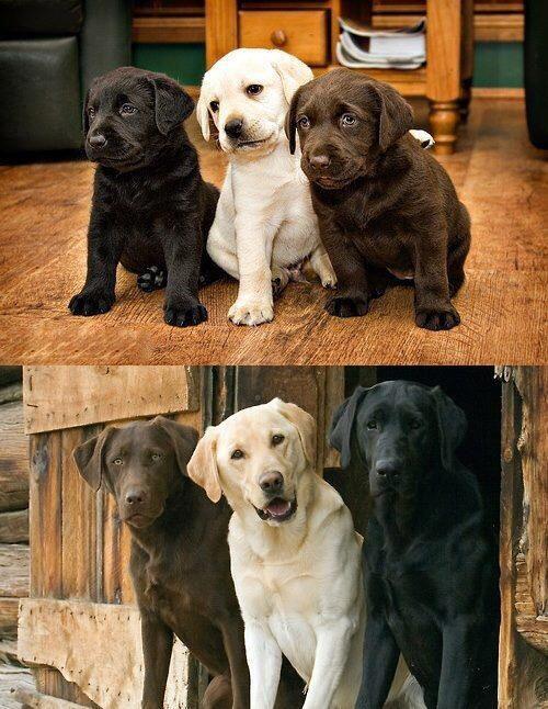 GloriousPuppies's tweet image. Best friends then and now.