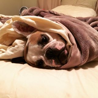 Frenchie_Cute's tweet photo. My #pupperito #nuggetphil #ilovemydog #snugglebuns #frenchervention #frenchbulldog https://t.co/31rVMl8of3 https://t.co/Lu7yalisBK