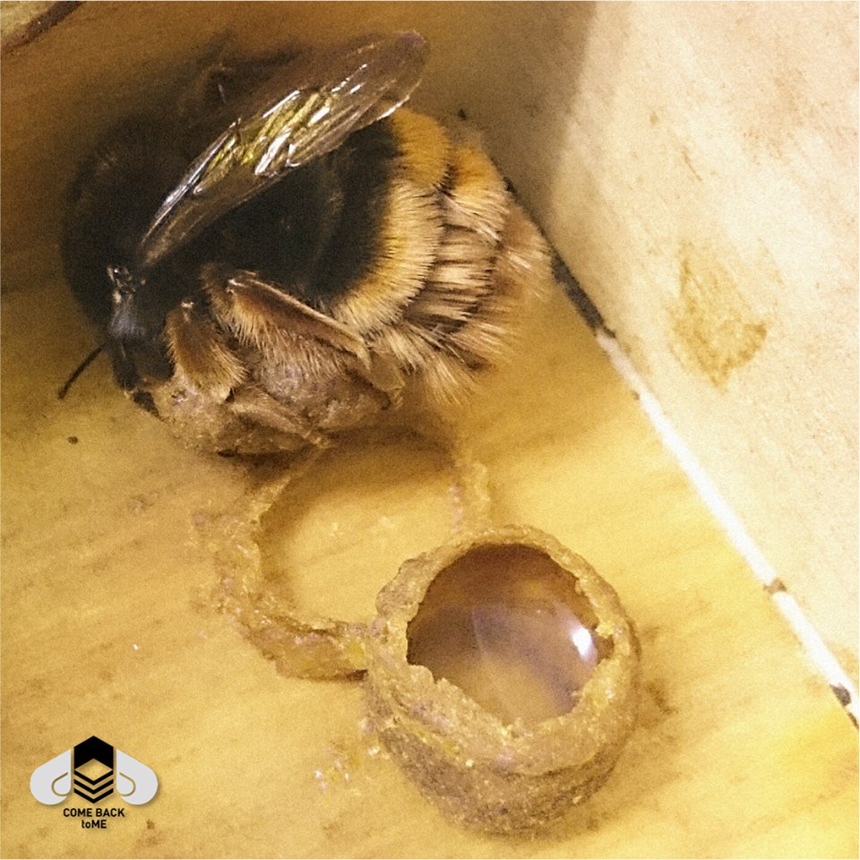 COMEBACKtoME_tw's tweet photo. Bumble bee（Bombus eximius）in Taiwan!! Isn't it adorable? She just grabbed on the cell she made. <3
#savethebees https://t.co/RNEvmUBiJX