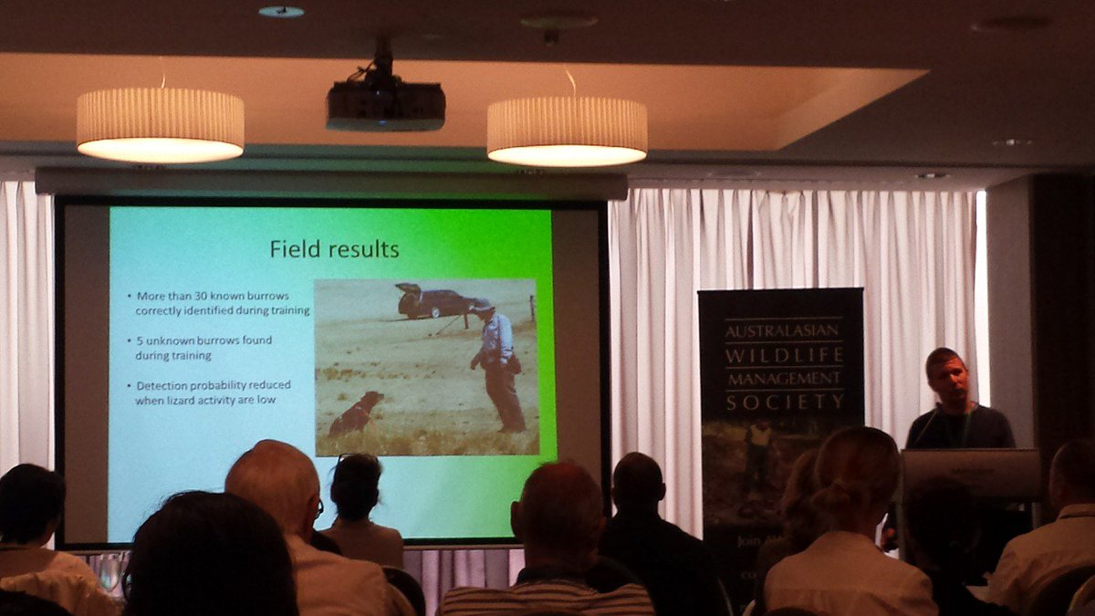 Duck_counter's tweet photo. So many possibilities to use scent dogs in ecology eg detection of pygmy blue tongue lizards Nielsen #AWMS2015 https://t.co/6KAuZ1tx8k