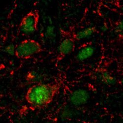 GENbio's tweet photo. WednesdayRecap: #Thankful gut microbes signal 'Full' so #brain knows you’re stuffed: https://t.co/QbRSpZEAAo https://t.co/3xUAz3BuQ1