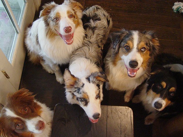 InstitutoPerro's tweet image. Sí, es cierto, los perros prefieren a los humanos amigables bit.ly/1Ndjhri