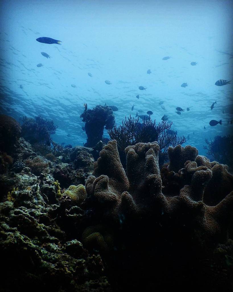 ParadiseCoveStt's tweet photo. ponejaz shares: -Underwater- 😗
#hogaisland #kaledupa #exlporeindonesia #wallacea #exploresulawesitenggara #exploreh… https://t.co/qLiBGYAafx