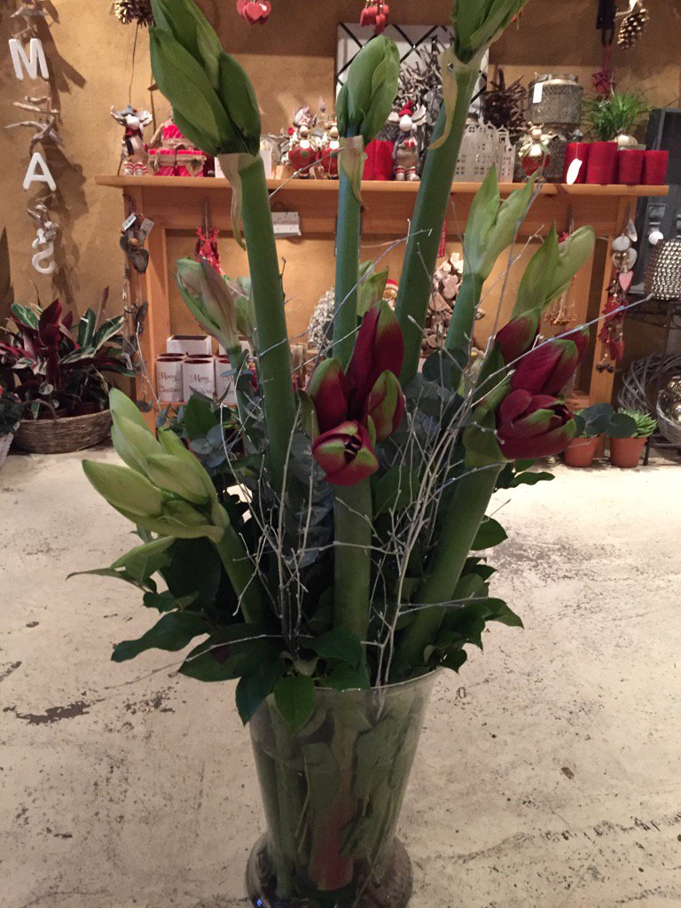 Bertjan9's tweet photo. Amaryllis tijd volop op de #bloemistenklok https://t.co/3Wh1X749FY