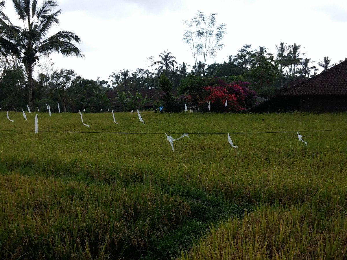 dmervv's tweet image. Not a bad spot to get stuck in the rain #SUWBali (in case that's still running)