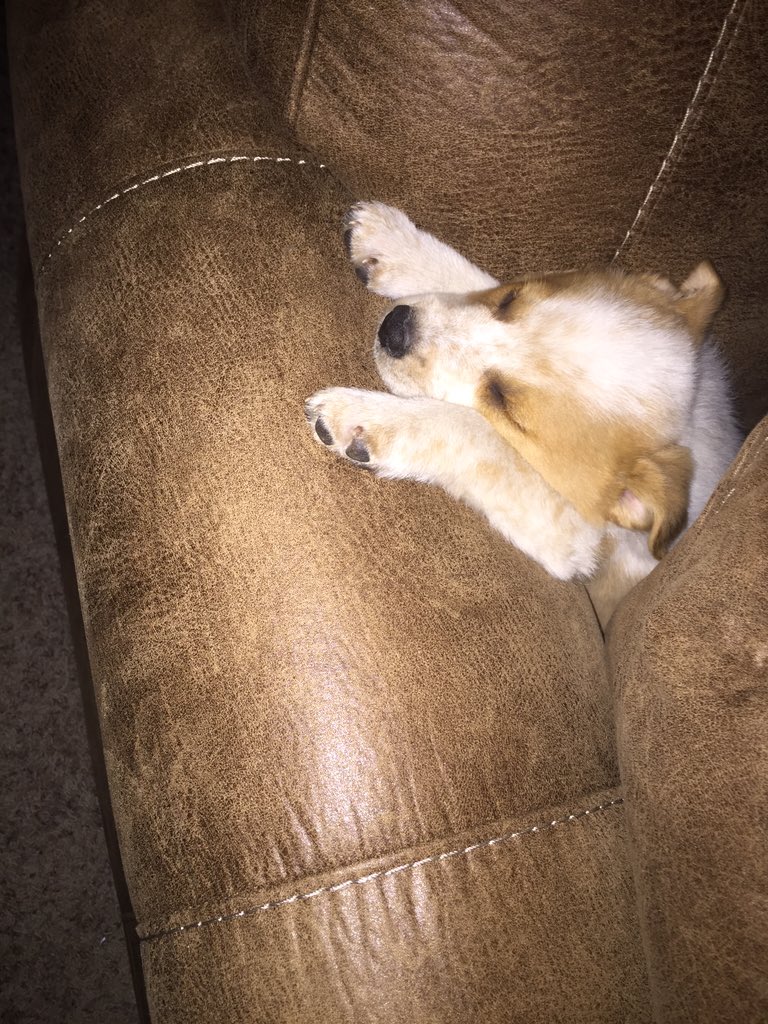 long_connor's tweet photo. Someone had a rough day💤 https://t.co/I0jteK7DLX