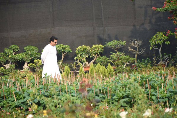 NashikGuru's tweet photo. Honorable #Rajthackeray enjoying #greenery at #papayanursery at #Trimbakroad #Nashik #plants #nature #nashikvisit https://t.co/eLhvCqpe7k