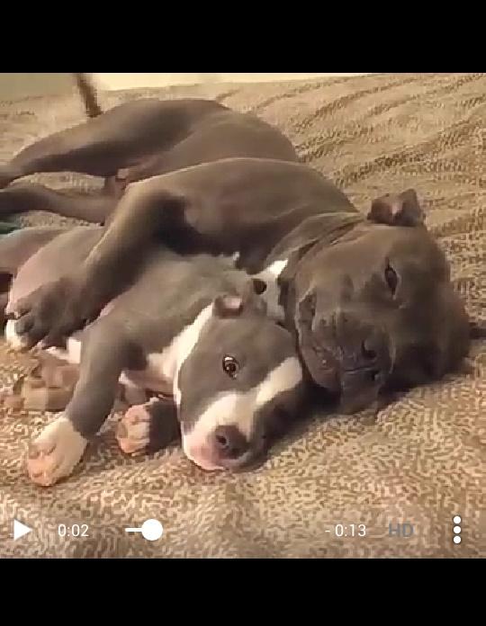 d0lcelavita's tweet photo. #TrueLove #Perritosh #Gorditos #GGG https://t.co/uJCAfxyBtW
