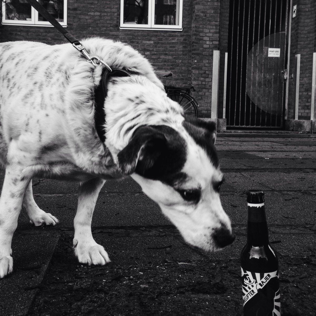 Out walking the dog? Drop by <a href="/BarkingDogCPH/">TheBarkingDog</a> for a taste of the latest batch of Hundelufter Bajer - a 5% session IPA