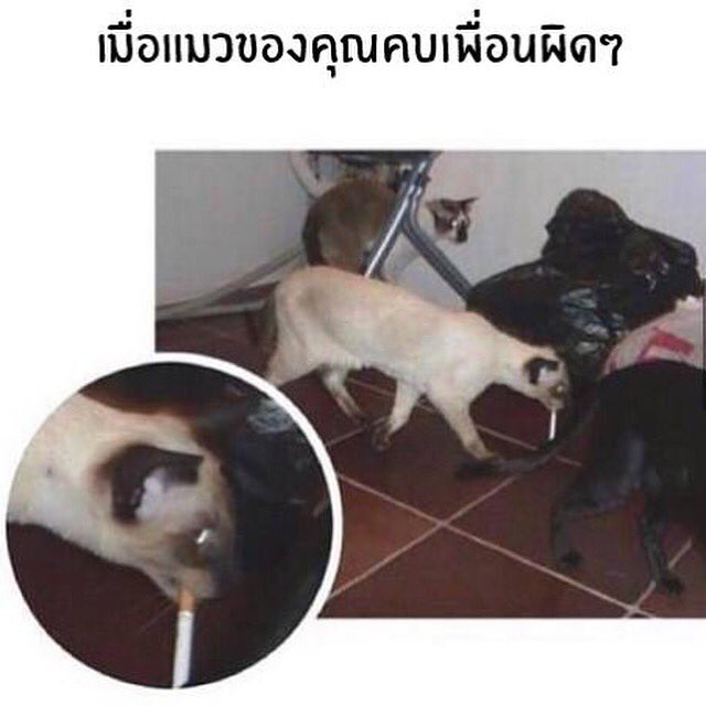 Ivycandyth's tweet photo. https://t.co/8Hwy7zB5Q8