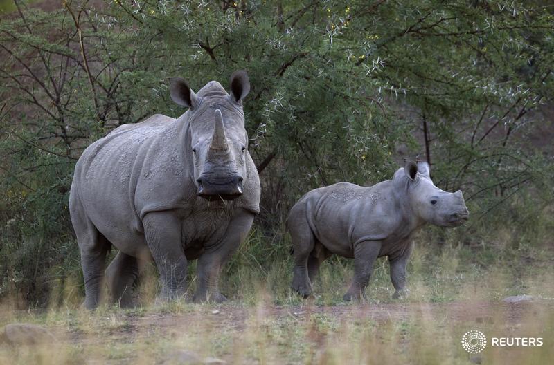 ReutersAfrica's tweet photo. South African court lifts 2009 ban on domestic rhino horn trade  ##SouthAfrica  https://t.co/tO8Rum5ywb https://t.co/4hR8J5jDUy