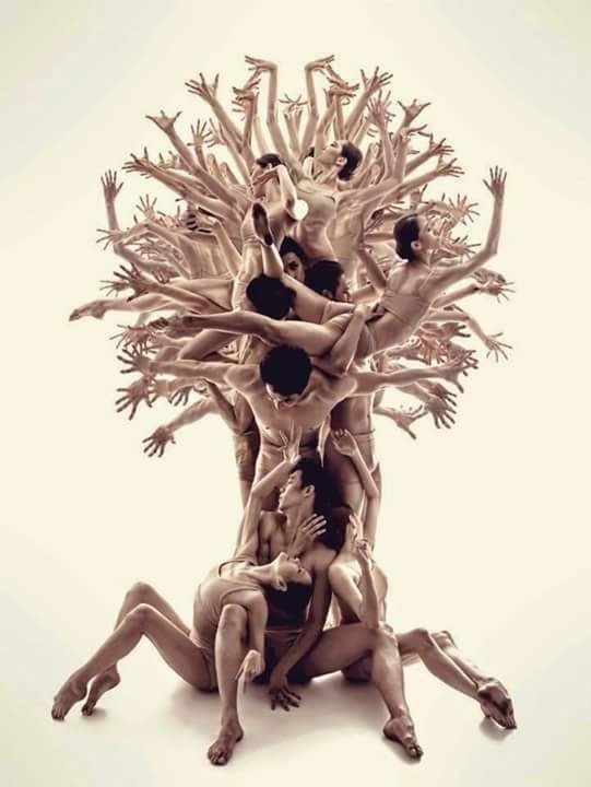 Esritmica's tweet photo. The tree life project https://t.co/zIYi7MDQDg