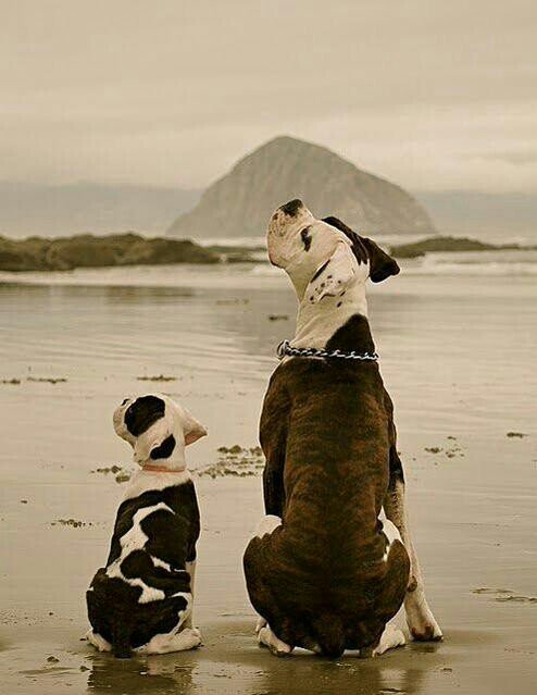 ANASTALYA's tweet photo. @spirit_luna ~~~~}}••••*~*)))Merci beaucoup mon ami!Belle journée*~*)))~~~~ https://t.co/VtSa5x7fWz