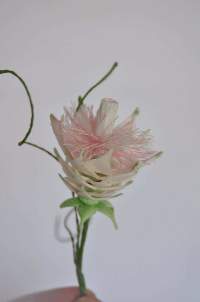 LauraTempleton6's tweet photo. Blushing Bride Protea #edibleart #sugarflower #cakedecorting https://t.co/NCz8f2JYKC