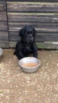 millypod1's tweet photo. #STOLEN PUPPY Black Cocker Spaniel 
#HighSanton nr #Appleby #Scunthorpe #NorthLincs #DN15 https://t.co/hoZ5a0mcCZ … https://t.co/8TIHtdKyyu