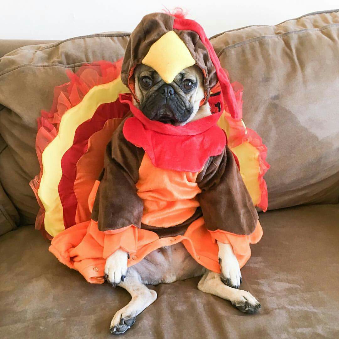 Happy Thanksgiving from Doug the Pug!
