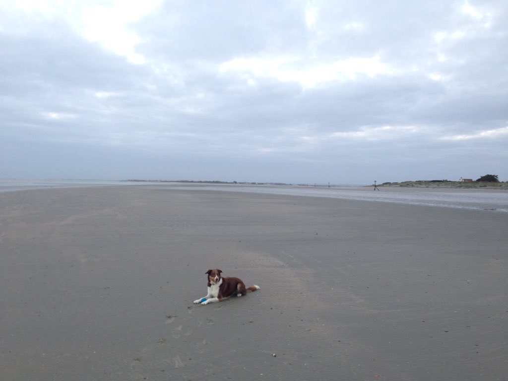 Cooperful1's tweet photo. Just the dog, oystercatchers &amp; the sound of waves on my commute this morning. #EastWittering #2daysoffwork https://t.co/BooKCT4dIp