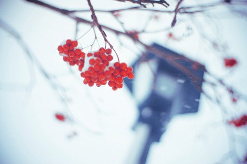 XiHanZool's tweet photo. 까마득하게 잊어버렸던 이름 하나가 시린 허공을 건너와 메마른 내 손등을 적신다
김용택ㆍ첫 눈
#김용택 #첫눈
#시 #詩 #한줄시 #시한줄 #poem #poetry #XiHanZool https://t.co/Ozwo51CCW1